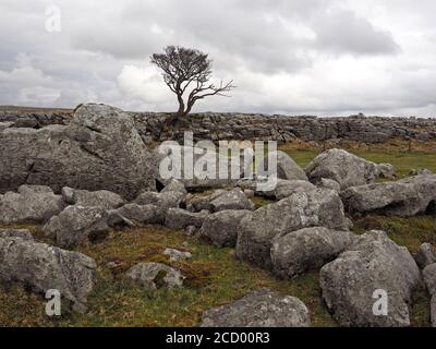 Ikonischer einteiliger, zerklüftter Weißdorn-Baum (Crataegus monogyna) auf Kalksteinpflaster mit Silhouette vor grauem Himmel in Malham North Yorkshire, England, Großbritannien Stockfoto