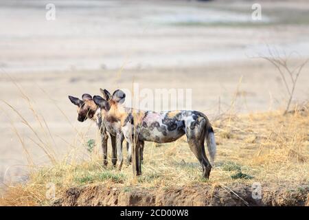 Zwei Erwachsene Wildhunde (Lycaon Pictus) stehen am Rande einer Sandbank mit Blick auf das trockene Luangwa Flussbett in Sambia, Südafrika Stockfoto