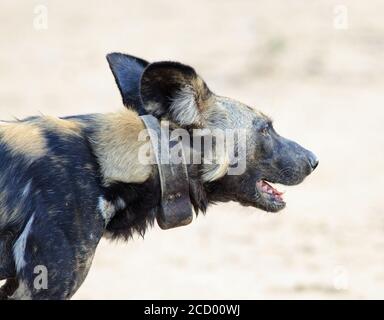 Nahaufnahme eines Wildhundes. Wildhunde sind eine gefährdete Art und werden vom Fleischfresser-Forschungsteam im südlichen Luangwa Nationalpark überwacht, Stockfoto