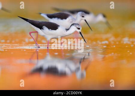 Schwarz - geflügelte Stelzenläufer (Himantopus himantopus), eine kleine Herde auf der Suche nach Nahrung in einem Teich Stockfoto