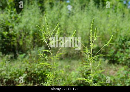Flauschige Ragweed mit allergieauslösenden Knospen. Selektiver Fokus. Stockfoto