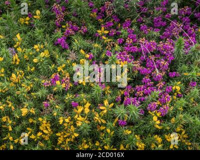 Erica cinerea, Glockenheide, mit Westergorse, Ulex gallii. North Devon Coast, Großbritannien. Stockfoto