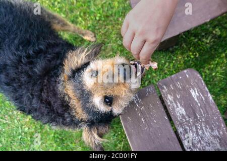 Älterer Hund, der draußen im Hof aus menschlicher Hand Essen isst. Alter Hund, der den Mund öffnet und Fleisch aus der Hand nimmt. Besitzer füttern Snack zu adoptierten Hund Stockfoto
