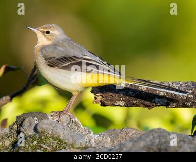 Schafstelze (Motacilla cinerea), Seitenansicht eines Erwachsenen im Winter Gefieder steht auf einem Felsen Stockfoto