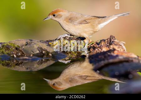 Eurasischen Mönchsgrasmücke (Sylvia atricapilla), erwachsene Frau am Rande od ein Teich mit Spiegelbild im Wasser Stockfoto