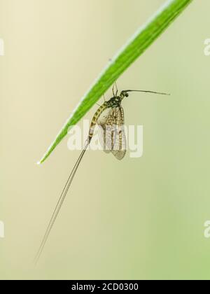 Mayfly Ephemera danica Luke auf der kleinen Ouse bei Brandon Frühsommer Norfolk Stockfoto