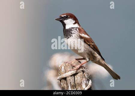 Italienische Sparrow (Passer italiae), erwachsenen Mann auf einem zaunpfosten gehockt Stockfoto