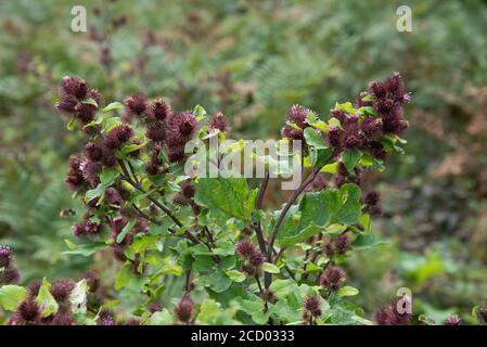 Lesser Klette, Silverdale, Cumbria, Großbritannien Stockfoto