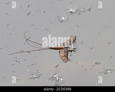 Mayfly Ephemera danica Luke auf der kleinen Ouse bei Brandon Frühsommer Norfolk Stockfoto