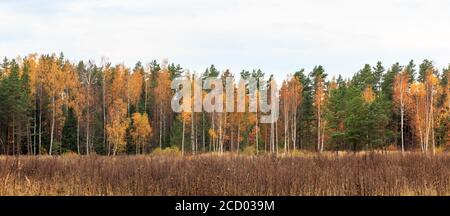 Herbst Kiefernwald und gelb-goldene Laubbäume, Panorama Stockfoto