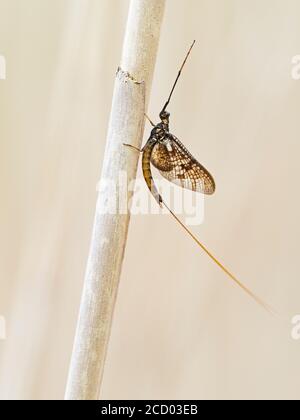 Mayfly Ephemera danica Luke auf der kleinen Ouse bei Brandon Frühsommer Norfolk Stockfoto