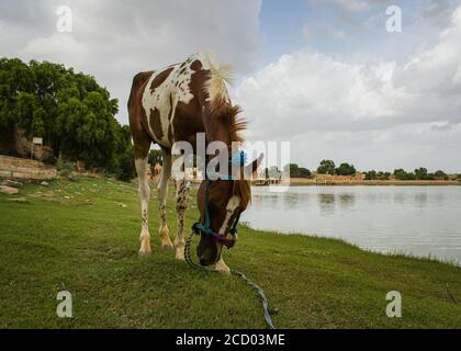 Baby Pferd grasen am Ufer des Sees bei Sonnenuntergang Im Sommer Stockfoto