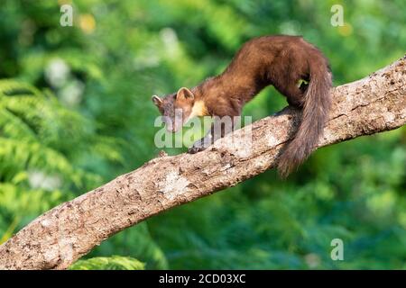 Baummarder (Martes martes), Erwachsene auf einer Amtsleitung, Kampanien, Italien Stockfoto