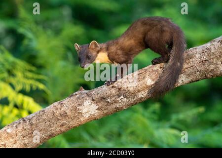 Baummarder (Martes martes), Erwachsene stehen auf einer Amtsleitung, Kampanien, Italien Stockfoto