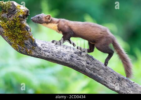 Erwachsene Pine Marten (Martes martes) auf einem gefallenen Baumstamm in einem Wald in Kampanien, Italien. Schnüffeln des Holzes. Stockfoto