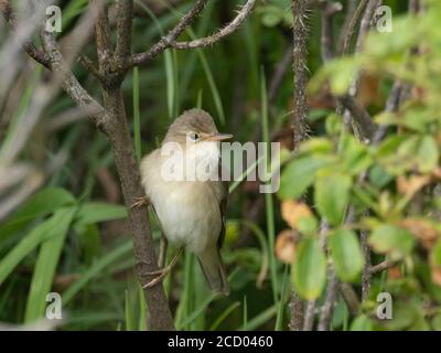 Marsh Warbler Acrocephalus palustris männlich iUnst Shetland Juni Stockfoto