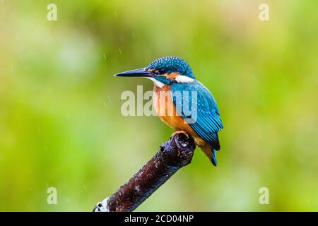 Aberystwyth, Ceredigion, Wales, Großbritannien. August 2020. Ein Eisvogel (keine Orange auf dem unteren Schnabel) fischt im Regen auf einem Gartenteich, als Storm Francis in Mitte Wales einzieht. Quelle: Phil Jones/Alamy Live News Stockfoto