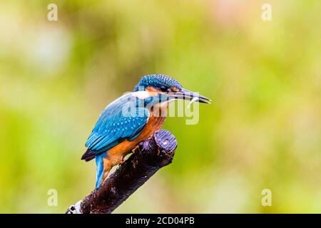 Aberystwyth, Ceredigion, Wales, Großbritannien. August 2020. Ein Eisvogel (keine Orange auf dem unteren Schnabel) fischt im Regen auf einem Gartenteich, als Storm Francis in Mitte Wales einzieht. Quelle: Phil Jones/Alamy Live News Stockfoto