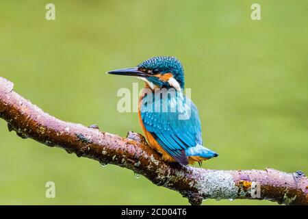 Aberystwyth, Ceredigion, Wales, Großbritannien. August 2020. Ein Eisvogel (keine Orange auf dem unteren Schnabel) fischt im Regen auf einem Gartenteich, als Storm Francis in Mitte Wales einzieht. Quelle: Phil Jones/Alamy Live News Stockfoto