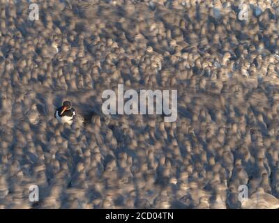 Eurasian Austernfischer stehend unter brütenden Herde von Red Knot calidris canutus, Snettisham, Norfolk, Herbst Stockfoto