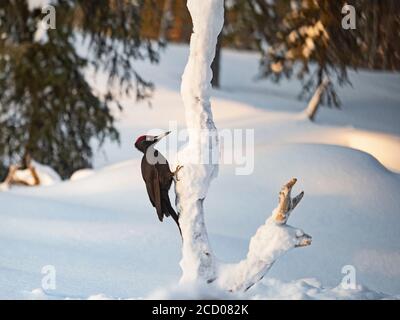 Schwarzspecht, Dryocopus martius, männlich, Kuusamo, Finnland, Winter Stockfoto