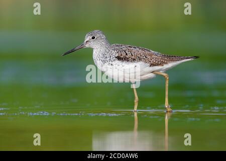 Greenshank (Tringa nebularia), Seitenansicht eines Erwachsenen im Wasser, Kampanien, Italien Stockfoto