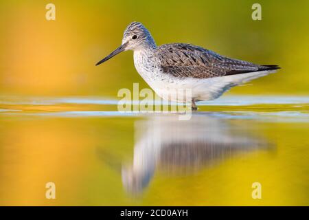 Greenshank (Tringa nebularia), Seitenansicht eines Erwachsenen im Wasser, Kampanien, Italien Stockfoto