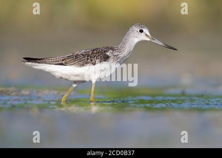 Greenshank (Tringa nebularia), Seitenansicht eines Erwachsenen im Wasser, Kampanien, Italien Stockfoto