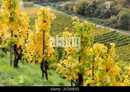 Reben mit gelben Blättern stehen auf einem steilen Weinberghang in Deutschland in der hellen Sonne. Stockfoto