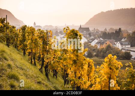 Reben mit gelben Blättern stehen auf einem steilen Weinberghang in Deutschland in der hellen Sonne. Stockfoto
