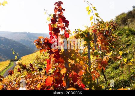 Reben mit roten Blättern stehen auf einem steilen Weinberghang in Deutschland in der hellen Sonne. Stockfoto