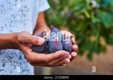 Nahaufnahme eines jungen kaukasischen Mannes im Freien mit einer Handvoll reifen Feigen in den Händen, frisch auf einem Bio-Obstgarten gesammelt Stockfoto