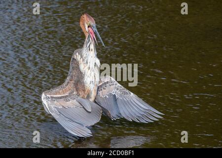 Goliath Heron (Ardea goliath), unreife nehmen ein Sonnenbad, Kruger National Park, Mpumalanga, Südafrika Stockfoto