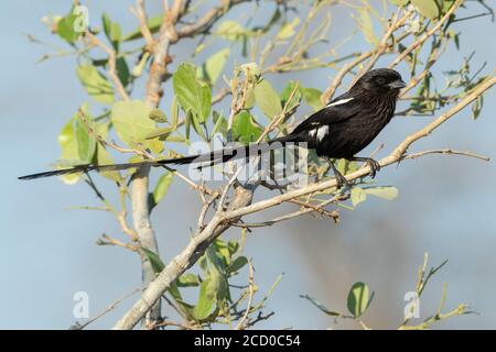 Magpie Shrike (Urolestes expressus Melanoleucus), thront auf einem Zweig, Mpumalanga, Südafrika Stockfoto