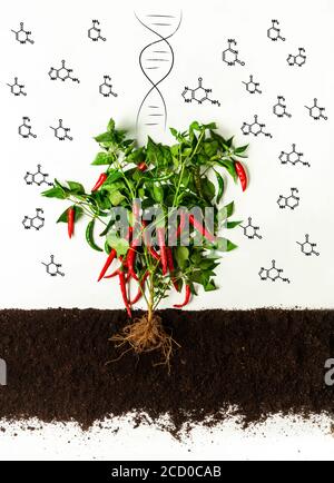 Gentechnisch veränderte Produkte. Chilli-Pfeffer-Busch wächst im Boden, chemische Moleküle und DNA-Helix auf weißem Hintergrund Stockfoto