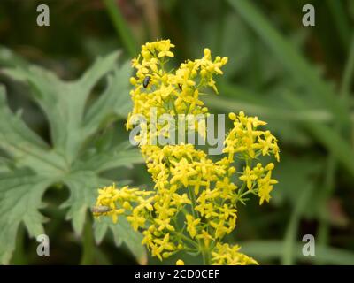 Ladys Bedstraw ( Galium verum ) in Blume im Juli, Großbritannien Stockfoto