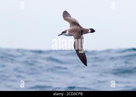 Great Shearwater (Ardenna gravis), Einzelperson auf dem Flug von oben gesehen, Westkaper, Südafrika Stockfoto