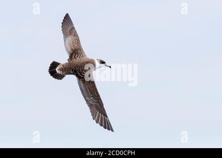 Great Shearwater (Ardenna gravis), Einzelperson im Flug mit Oberwagen, Westkappo, Südafrika Stockfoto