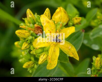 Imperforate St. Johns Wort Pflanze ( Hypericum maculatum ) in Blume im Juli, Großbritannien. Bestäubt durch Insekten Stockfoto