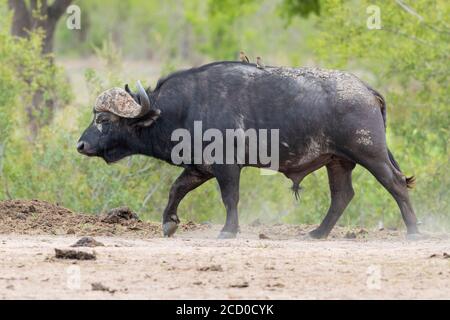 Afrikanischer Büffel (Syncerus caffer), Erwachsener, männlich gehend, Mpumalanga. Südafrika Stockfoto
