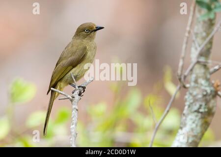 Düsterer Greenbul (Andropadus importunus), Seitenansicht eines Erwachsenen, der auf einem Zweig thront, Mpumalanga, Südafrika Stockfoto