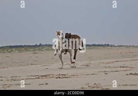 Nahaufnahme von zwei niedlichen Windhunden laufen und spielen auf der Strand Stockfoto