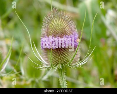 Teelpflanze ( Dipsacus fullonum ) in Blume im Juli, Großbritannien Stockfoto