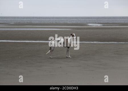 Großer Windhund steht am leeren Strand auf einem düsteren Tag Stockfoto