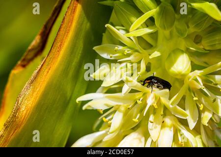 Schwarzer afrikanischer Käfer in gelben Blüten blüht in Kapstadt. Stockfoto