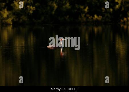 Great Crested Grebe Stockfoto