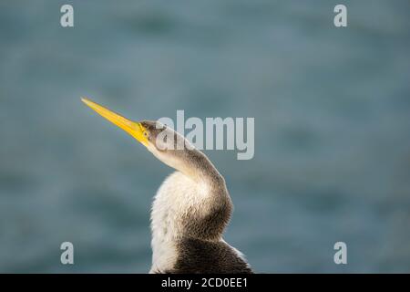 Australasian oder Australian Darter oder Snakebird. Nahaufnahme isoliert auf meergrünen Hintergrund. Stockfoto