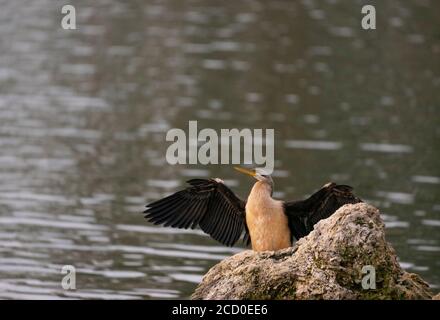 Australian Darter (Snake Bird) Trocknung Flügel auf dem Felsen in der Nähe von Wasser auf seinem natürlichen Feuchtgebiet Lebensraum. Stockfoto