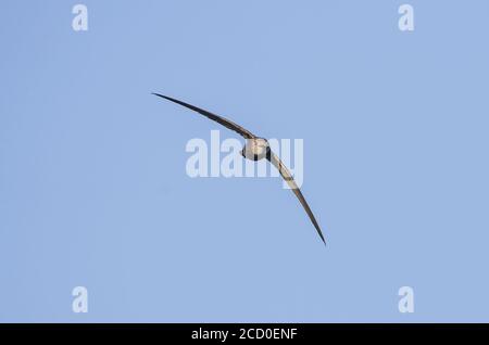 Ein gewöhnlicher Mauersegler (Apus apus), im Flug auf Insekten ernährend, Andalusien, spanien. Stockfoto