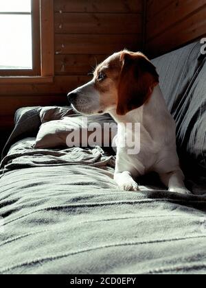 Beagle liegt auf dem Sofa. Stockfoto